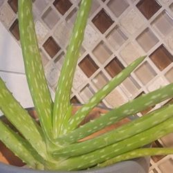 Aloe Plant 