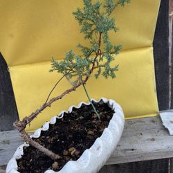 Three Bonsai Plants Available $20 Each