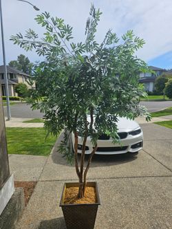 Silk Plant /Tree