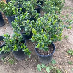 Plants