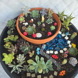 Succulents 
