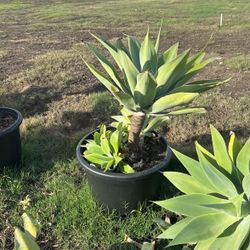Agave Plants