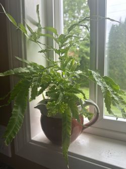 Blue star fern In vintage pottery