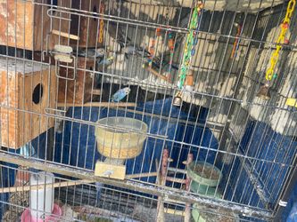 Bird cage