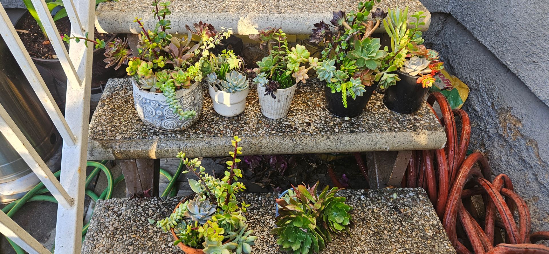 Succulents