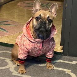 Cute Stylish Dog Pup Cat Teddy Jacket Hoodie (Pick Size And Color) 