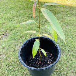 Organic Mango Plant 