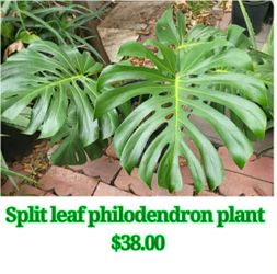 Split Leaf Philodendron Plant