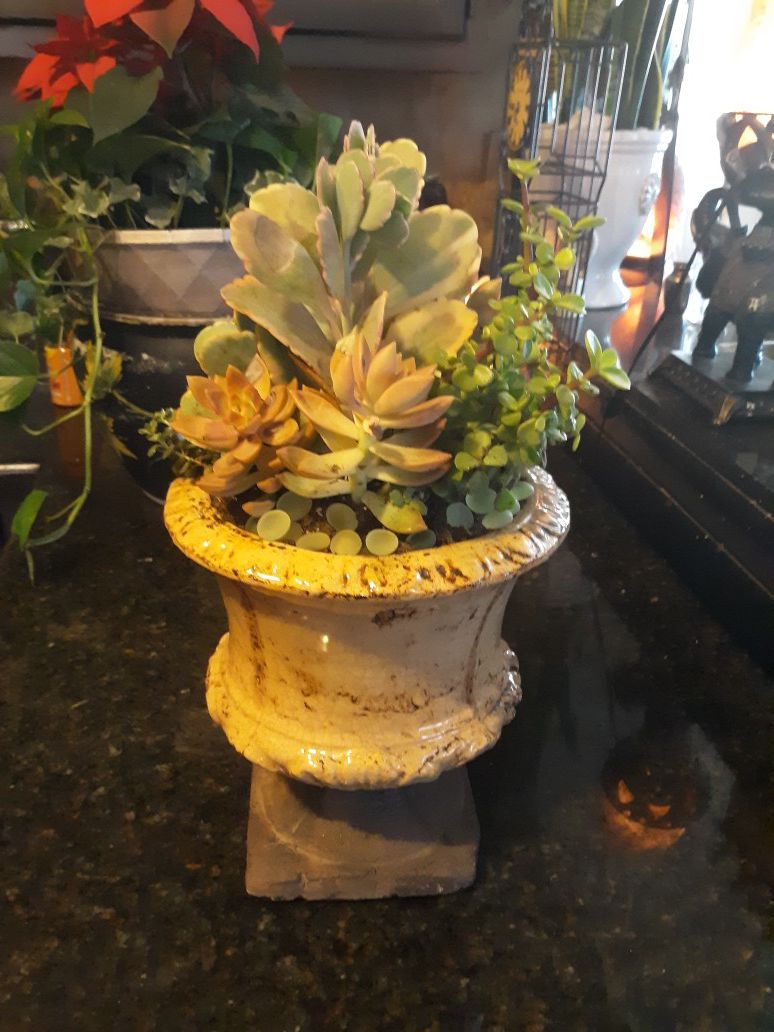 Gorgeous ceramic pot with Beautiful live succulent arrangement