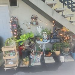 Plants for sale different sizes fair prices!!!