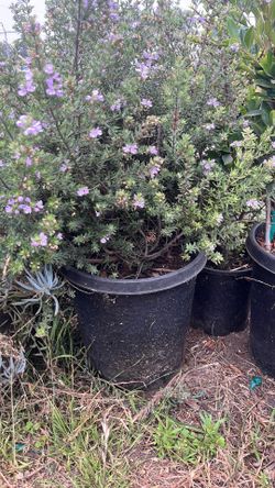 Coast Rosemary