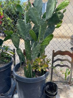 Nopal /Prickly Pear cactus and a Jade plant