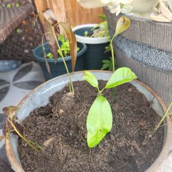 Small Mango Trees/ Super 😋 SWEET