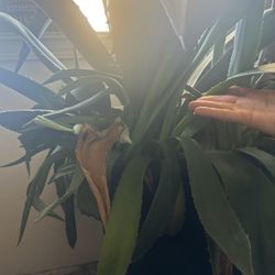 Agave Americana Amarillo Century Plant