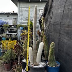 Golden Torch Platiado Grande 