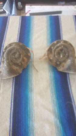 42/48 horns for fleetline
