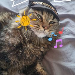 Cute Pet Head Gear  Brim For Cats Or Dogs