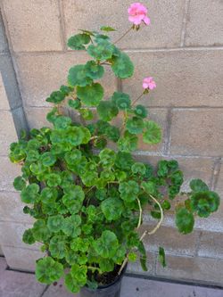 Malva/ jeranio Plant