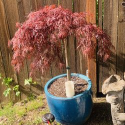 Live outdoor Japanese Maple Crimson Queen Laceleaf tree plant in a Le Beau ceramic planter pot—firm price