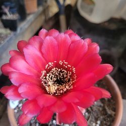 Cactus