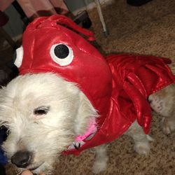 Pet Costume Size Med/ Large