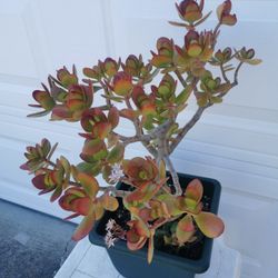 huge Blooming lucky red Jade plant bonsai old money tree 幸运发财树 last one hurry