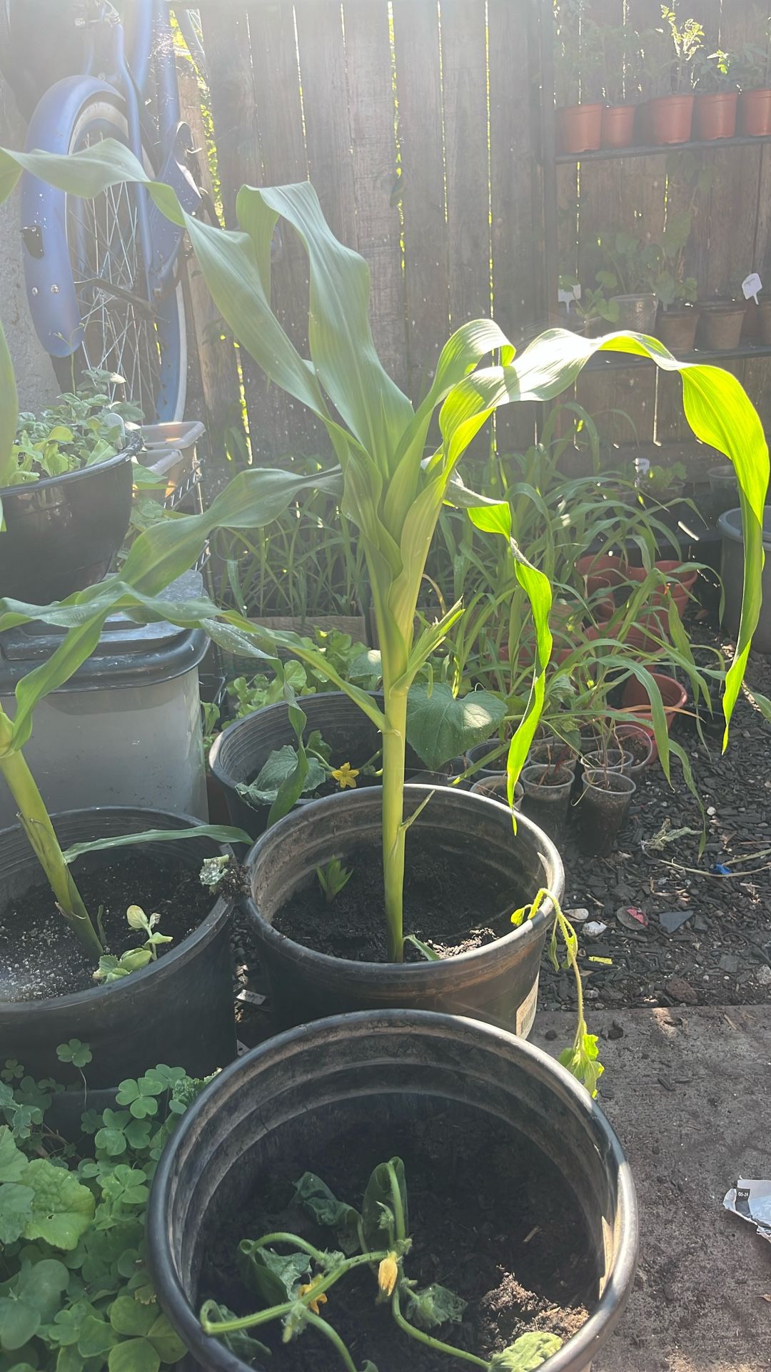 $7 Corn Plants