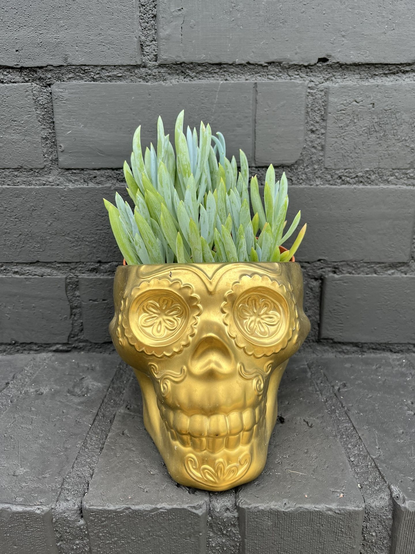 Succulents