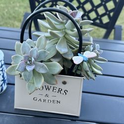 Succulent Live Plant