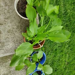 Annual Hosta sale.. Scranton