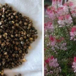 Spider , Each Flower Bloom Last All Summer And Fall