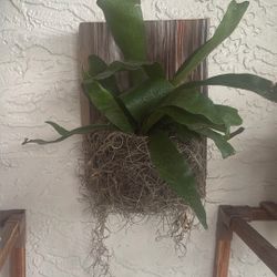 Small Mounted Staghorn Fern