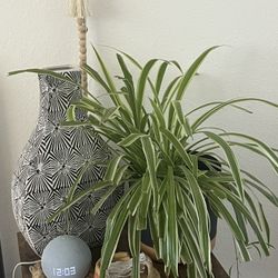 Plant