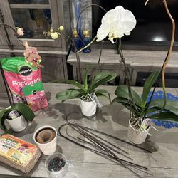 3 Orchid Plants & Supplies 