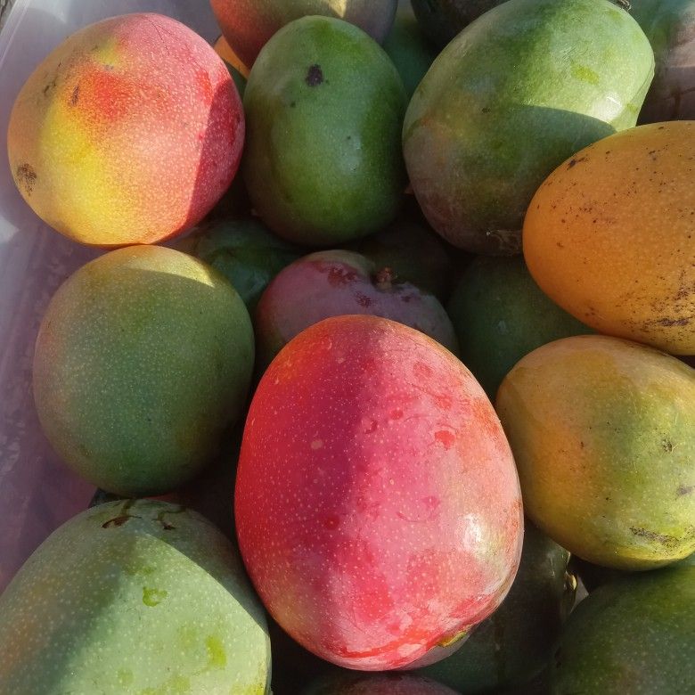 1 Florida Grown Organic Mangoes Available for Sale in Miami, FL OfferUp