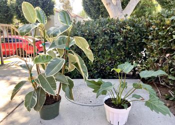 Green Potted Plants