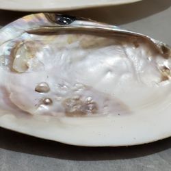 Sea Shells With PEARLS