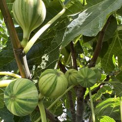Tiger Straps Fig Tree 25gal 