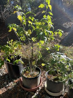 White And Red Flowering Rose Of Sharon