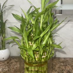 Beautiful Bamboo Plant 🌱 