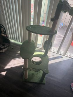 Cat kingdom