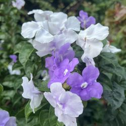 YESTERDAY TODAY & TOMORROW (7 Gallon Pot) Healthy & Beautiful Plant With Gorgeous Flowers 