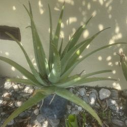 Zavila Plantas
