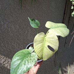 RARE. Monstera WHITE MONSTER Plant $65