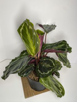 Calathea Roseopicta “Medallion”