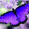 Princess butterfly