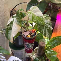 Monstera Albo (Plant Trades!)