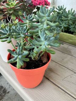 Succulent Plant