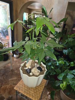 30in tall lush Money Tree  Plant in new 10in pot with stones and shells