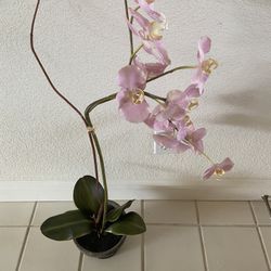 Pink Fake Orchid plant 